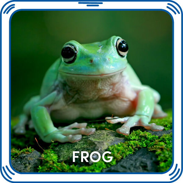 Frog Sound for Soft Toys | Build-A-Bear®