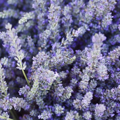 English Lavender Scent