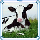Cow Sound