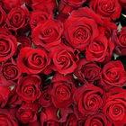 Red Roses Scent