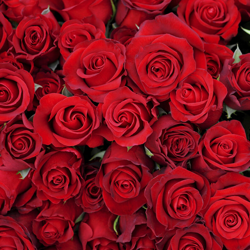 Red Roses Scent