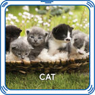Kitty 5-in-1 Sound