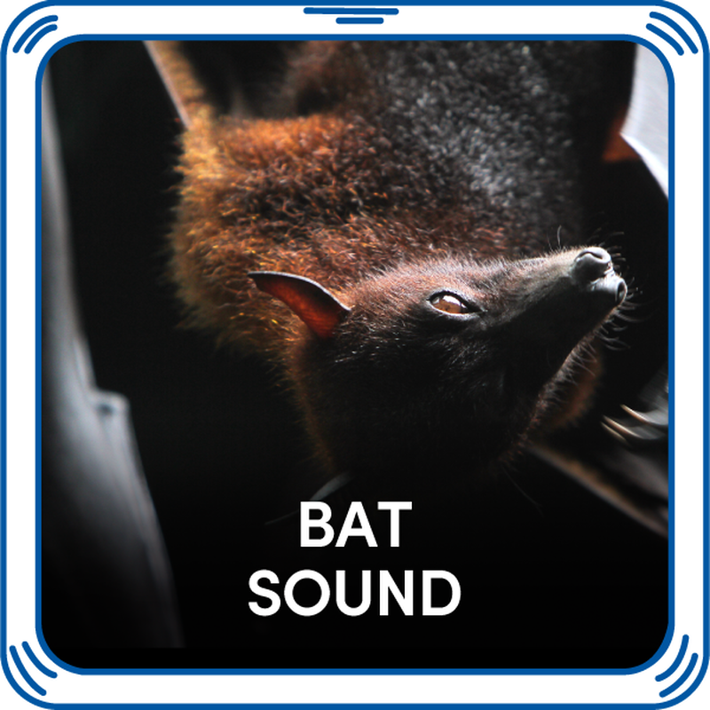 Bat Sound