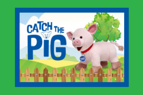 Fenced in pig