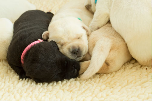 Puppies sleeping